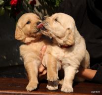 d8598600e525491cc85569555d5751b8_207