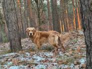 d8951b11d47fb49ab5e9f992ad2fd7e6_184x138_fill