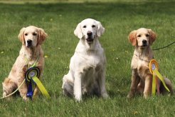 d91baee4e683a4e4c8dacbc48c483798_246