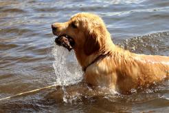 d93c16d9b7f7ba98103591ae461760b7_246