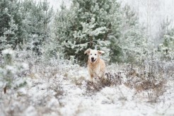 d94c37e6f4a079a61676bbf937cdf771_246