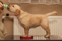 d96be16caf8cc339f411f673086aa8d2_246