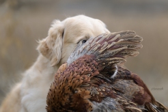 d9b2503ee0b844c3113792e3a2a0a075_246