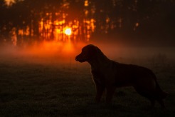 d9e8c8619d629d693711830f31e999ab_246