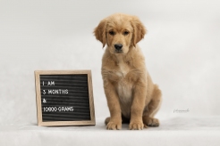 da0e861686759b9575b4b48355ea25ae_246