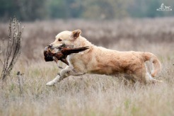 da1c4f6e8430b466d7bc3f536c35cfe8_246