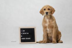 da3dce436bb1b116236d577a71be265e_246x164_fill