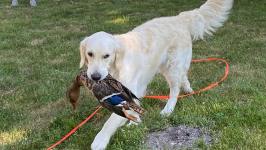 da57548419fa7c2d9b1505ac128f6cde_266