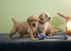 da620d64972aaf8218d98ff9b84666fb_237