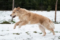 da76e7700a3a84720f4ecf589e945c1f_246