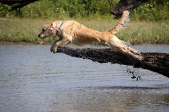 da83d0a066ab01aaf039391d5bbac672_246x164_fill