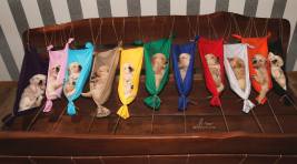 daa692dbc9e5415c33b90a9447293b9f_267