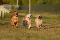 dac7aa681041a48c8e26c5de53678835_195