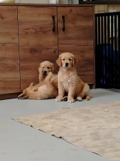 daf26fd42ff95559cd3cd6ab155b394b_174x232_fill