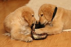 dbcfb8ee8a44f737605681930eef213c_245