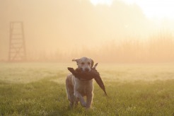 dbdbcae203f1e080cd9408736e9b7fa6_246