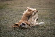 dc14b5defcef2ba73a03216c2eca8d9f_195x130_fill