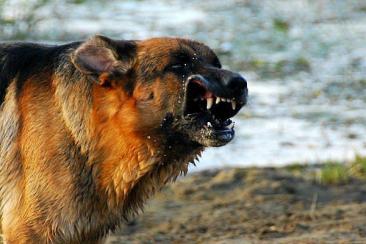 dc31546fadb458501f2224371bc7d8cc_366x244_fill