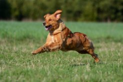 dc31a0fa8e0de867d0a6316a8a0a9850_246