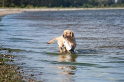 dc81dad710be82983618077b3a641864_246