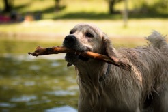 dca599d2881a5cd0e43052dfed4454d4_246