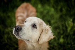 dcbd8ef6fd888940586c10d4340cafa7_246