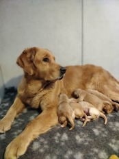 dcbe9f47549e1a6c1a4ca14e00c03f58_174x232_fill