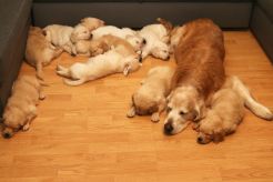 dd51ec040ab8dcd0767e1bf280f0d8b5_246