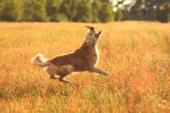 dd66fbcb28c9fdaa4f85b32c5943f14b_246