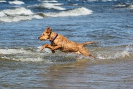 dd7e45a7634b88ff29a9d823bf876ce2_194