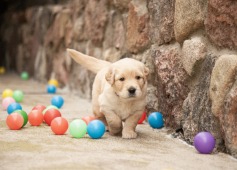 ddb1384c85de38cd03022f515a45bfa9_237