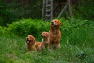 ddcf4c79e6a17aa0dfc452431cc6a471_194