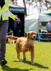 ddf284756f854bf5f84da21a5e59399e_170x237