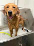 de03bd44298ed33c1a2a71a8edc7d3da_138x184_fill