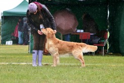 de1618b105be06a4fc5835370b7344dd_245