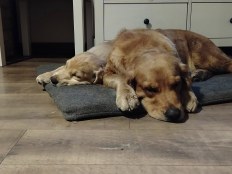 de2ec8d44e1c7566c980bdd3bd301104_232x174_fill