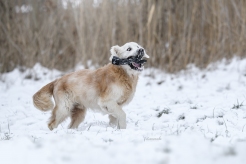 de58609a83dda5be89702b7703c5983b_246