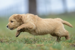 de90478653541574a6a95ad0105c4254_246