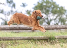 df1102e681bf5275c4bd2766a318fd32_236