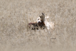 df6c6005102aa65c24f8393154cfdaa3_246