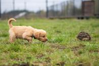 dfbdbde5256cd6e6e9a0f9f0013f98e5_195