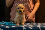 dfd86126a56af0e1af2312506e11b092_194