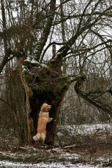 dffc4bdf940638d7b5449cbbcbad9286_164x245