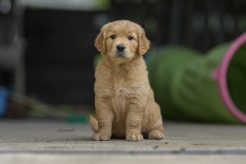 e00d9b5ef51c3a14ef580b42b9316be3_246