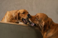 e0b7308611daa8fed83691338b26b9e6_195