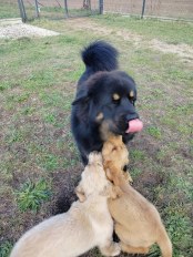 e0d8f6669aa8f2a6fa056d43d3f0d717_174x232_fill