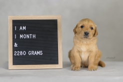 e0da81b9d11adf6dc0ee59e5216a2483_246