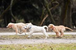 e0ece9cc102da79dfb2d770ca1062d5b_246