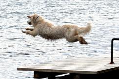 e0f6ac082a35d6b8cb4fd985a0e28693_244