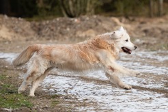 e10afef47e806deb4822e04a3de2433e_246